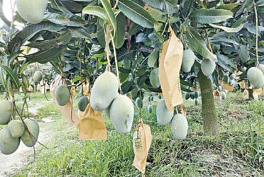 ১৫ মে থেকে বাজারে আসছে রাজশাহীর আম