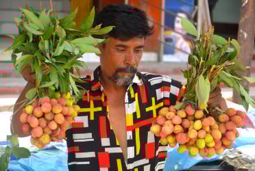 বগুড়ায় বিক্রি হচ্ছে রাসায়নিক দিয়ে পাকানো অপরিপক্ক লিচু