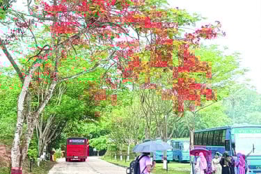কৃষ্ণচূড়া সোনালু জারুলে বর্ণিল নগরী