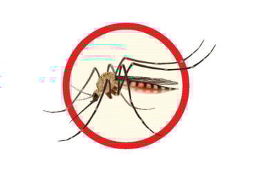 ডেঙ্গু ঠেকাতে কার্যকর ‘ভালো মশা’