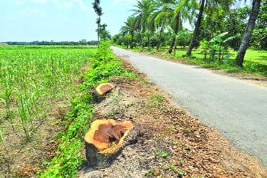 অনুমতি ছাড়াই কাটা হলো আড়াই শতাধিক গাছ