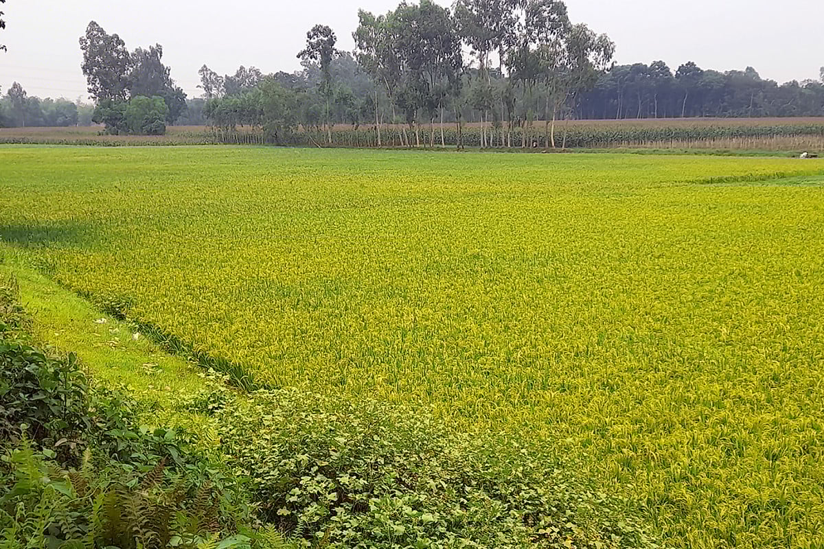 খরস্রোতা ইছামতিই এখন বিস্তৃত ধান ক্ষেত!