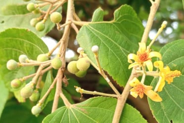 বেরোবিতে বিলুপ্তপ্রায় ফলসার ফল