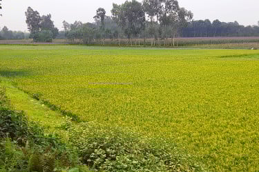 খরস্রোতা ইছামতিই এখন বিস্তৃত ধান ক্ষেত!