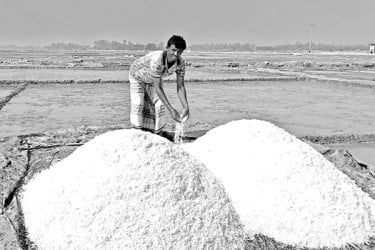 লবণ ও পানের দরপতনে হতাশ চাষি