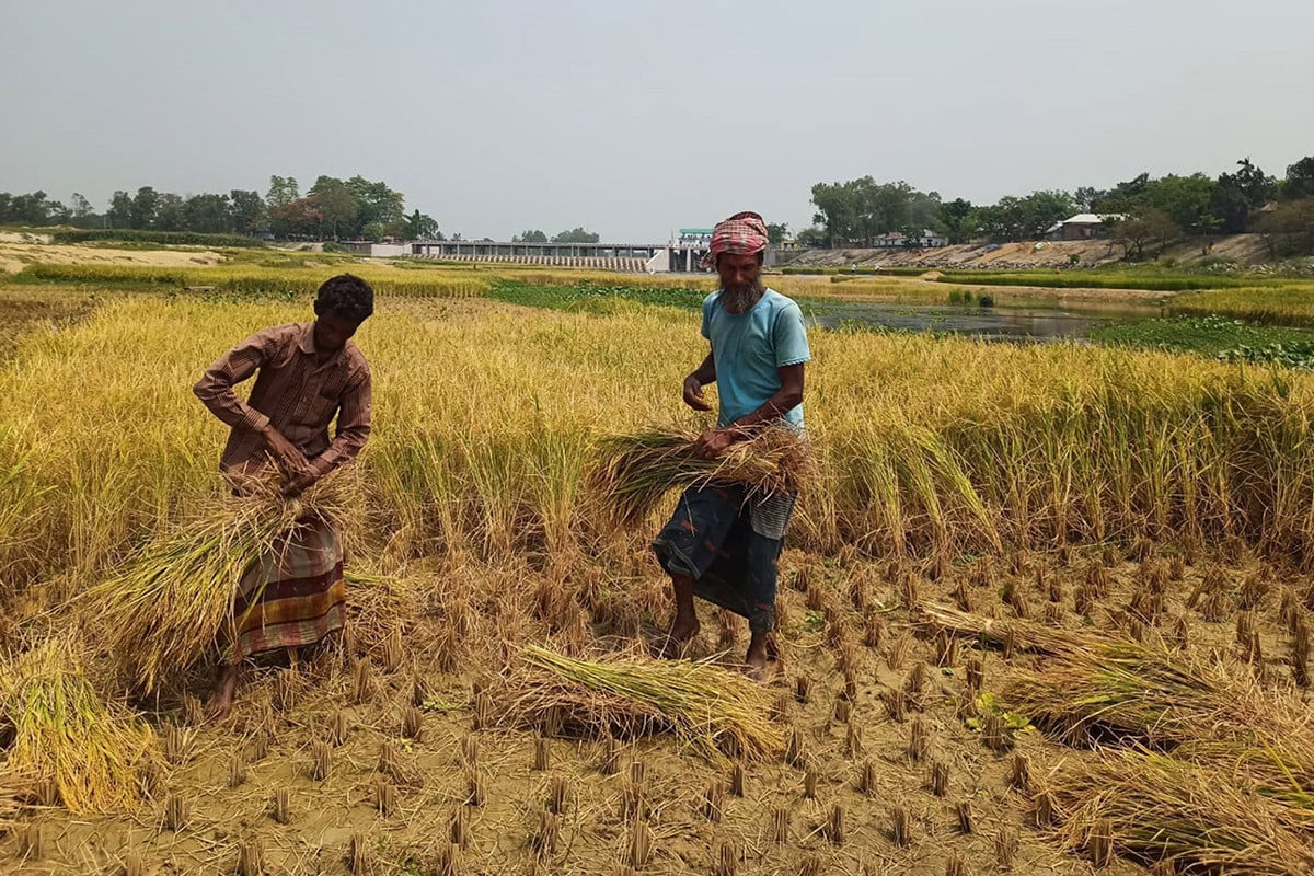 গরীব মানুষের জন্য নদীর চর এখন আশীর্বাদ