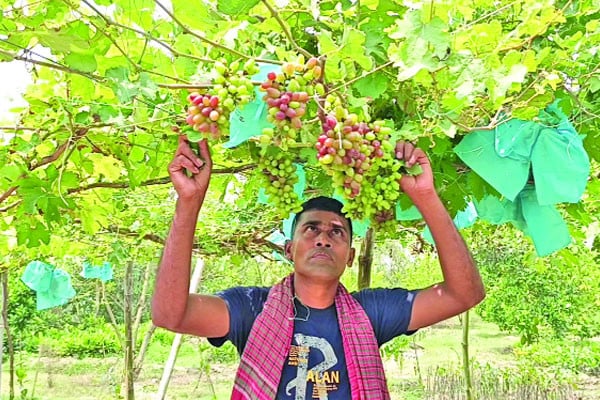 আঙুর চাষে চমক