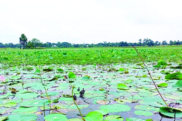পাখি পেল দুটি অভয়ারণ্য