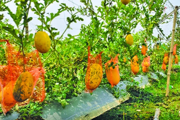 মালচিং পদ্ধতিতে নতুন জাতের তরমুজ চাষ