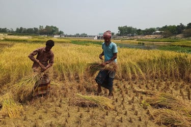 গরীব মানুষের জন্য নদীর চর এখন আশীর্বাদ