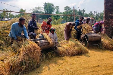 মাঠজুড়ে বোরো ধানের গন্ধে মাতোয়ারা কৃষক