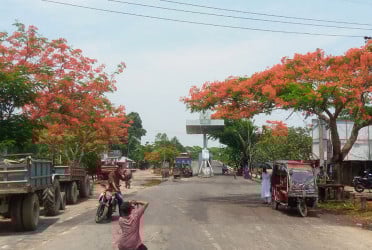 কুয়াকাটা মহাসড়কে কৃষ্ণচূড়া ফুলের সমারােহ