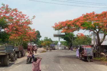কুয়াকাটা মহাসড়কে কৃষ্ণচূড়া ফুলের সমারোহ