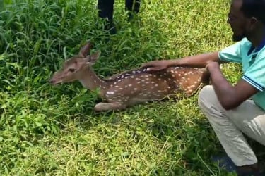লোকালয়ে উদ্ধার হরিণ বনে অবমুক্ত