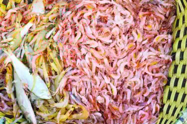 গোলাপি চিংড়ির খোঁজে