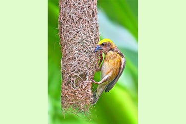 বাসা যার প্রণয়-সংকেত