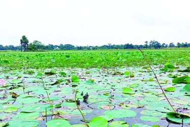 পাখি পেল দুটি অভয়ারণ্য