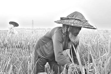 বোরো ধানে হাসছে হাওর
