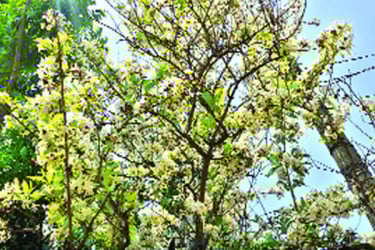 বসতবাড়িতে দুর্লভ ফুল ‘কুরচি’
