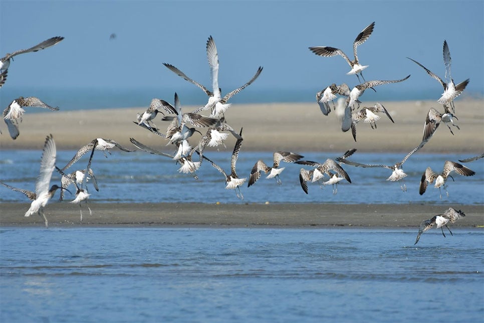 পাখিবান্ধব নগর ও সমাজ গড়ার আহ্বান