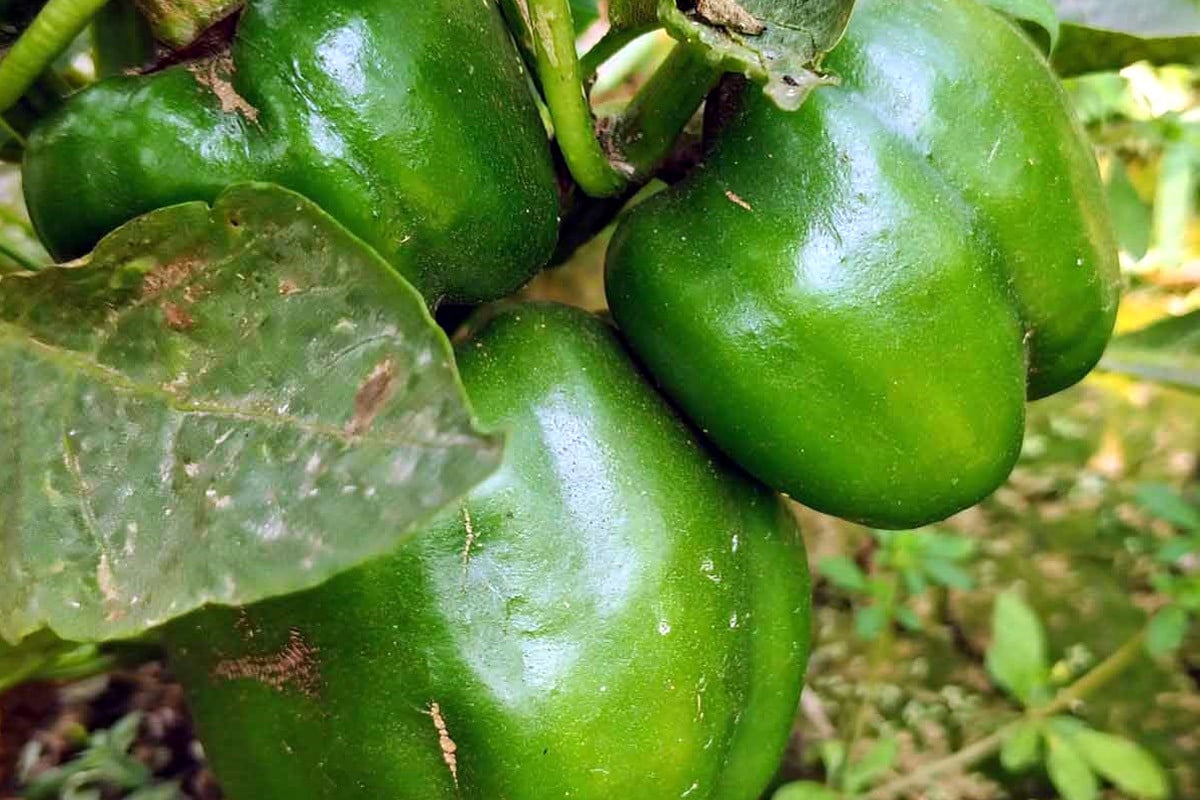 ভালো দাম পাওয়ায় ক্যাপসিকাম চাষে আগ্রহী হচ্ছে কৃষক
