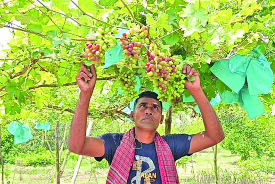 আঙুর চাষে চমক