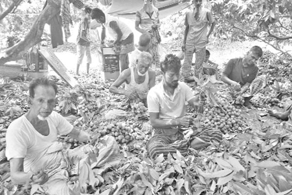 লিচুর ভালো ফলন, খুশি চাষি