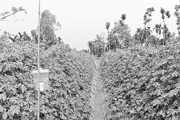 বিষমুক্ত সবজি চাষে পাল্টাচ্ছে গ্রামীণ কৃষি