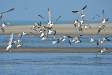 পাখিবান্ধব নগর ও সমাজ গড়ার আহ্বান