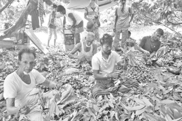 লিচুর ভালো ফলন, খুশি চাষি