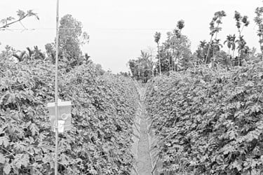 বিষমুক্ত সবজি চাষে পাল্টাচ্ছে গ্রামীণ কৃষি