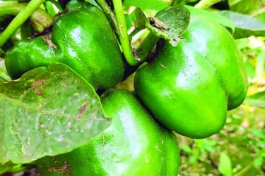 বিউটি ক্যাপসিকামে ঝোঁক কৃষকের