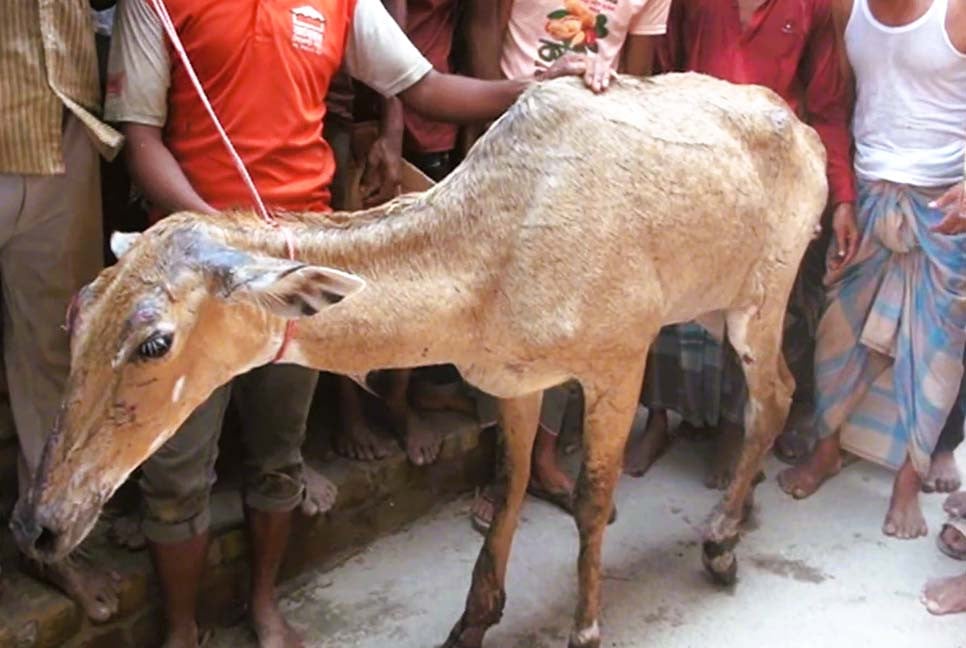 পঞ্চগড়ে ধরা পড়লো আহত নীলগাই