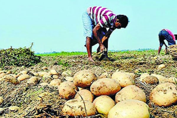 আলুর কেজি ৬ টাকা কৃষকের মাথায় হাত