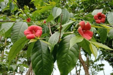 বেরোবিতে উচ্ছ্বাস ছড়াচ্ছে পালাম ফুলের মনকাড়া সৌন্দর্য