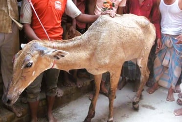 পঞ্চগড়ে ধরা পড়লো আহত নীলগাই