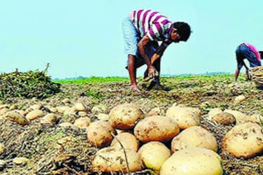 আলুর কেজি ৬ টাকা কৃষকের মাথায় হাত