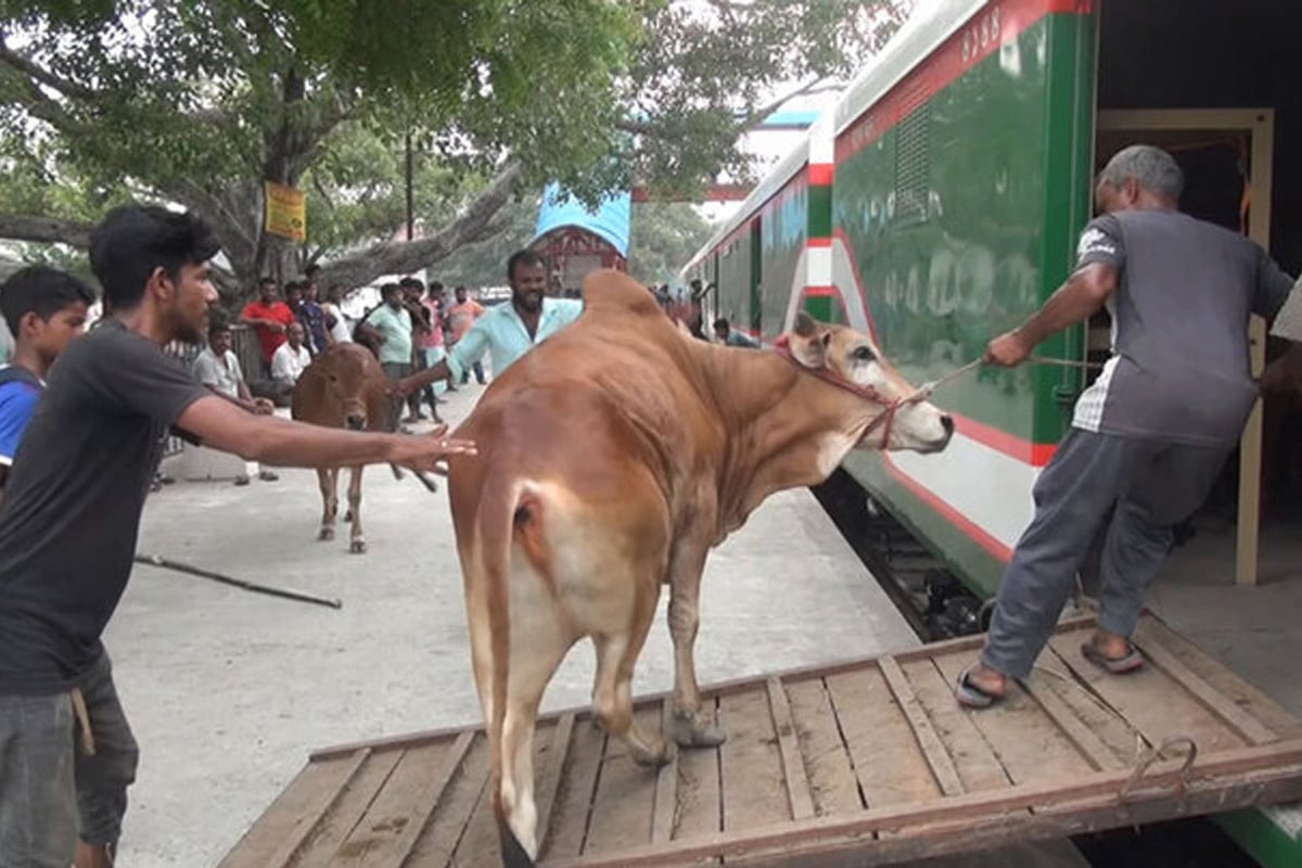 কোরবানির পশু পরিবহনে চালানো হবে ৩ ট্রেন