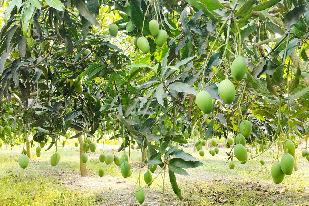 ২২ মে আসছে নওগাঁর আম, ৪ হাজার কোটি টাকা বাণিজ্যের সম্ভাবনা