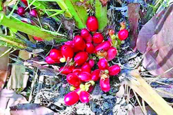 শালবনে মহাবিপন্ন প্রজাতির খেজুর গাছের সন্ধান