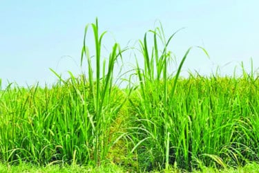আখের সঙ্গে ধান চাষে বদলে যাবে কৃষি অর্থনীতি