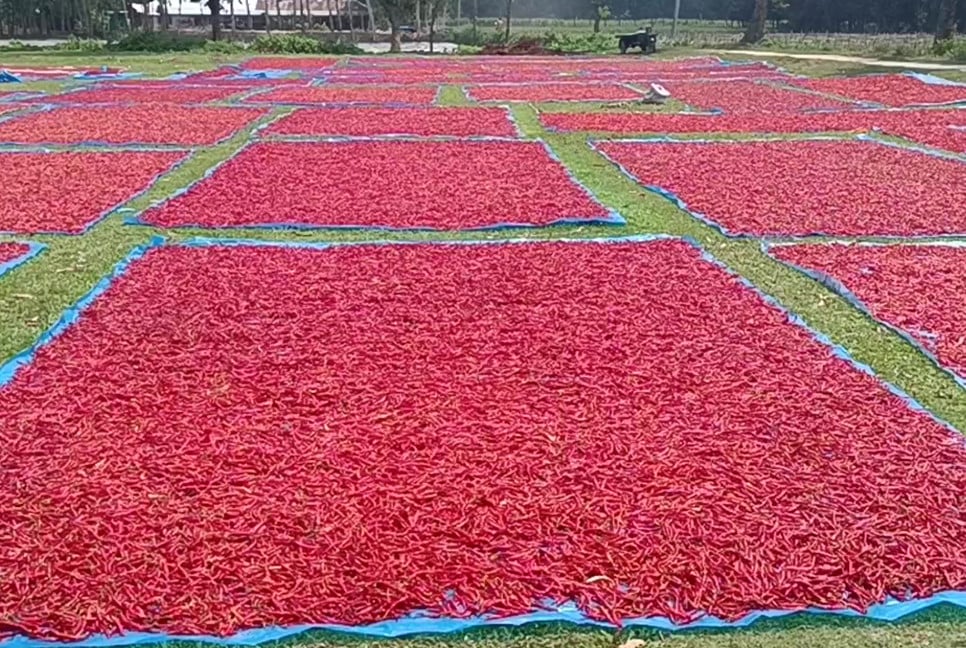 সারা ফেলেছে পঞ্চগড়ের লাল সোনা