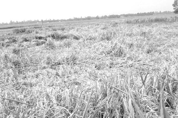ধানে কারেন্ট পোকার আক্রমণ