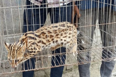 ফসলি জমি থেকে মেছো বাঘ আটক