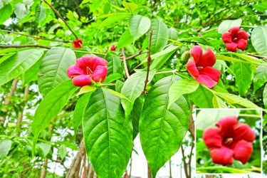 ক্যাম্পাসে মনোমুগ্ধকর পালাম