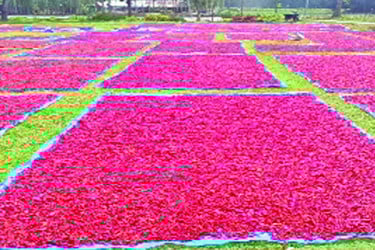 সাড়া ফেলেছে লাল সোনাখ্যাত মরিচ