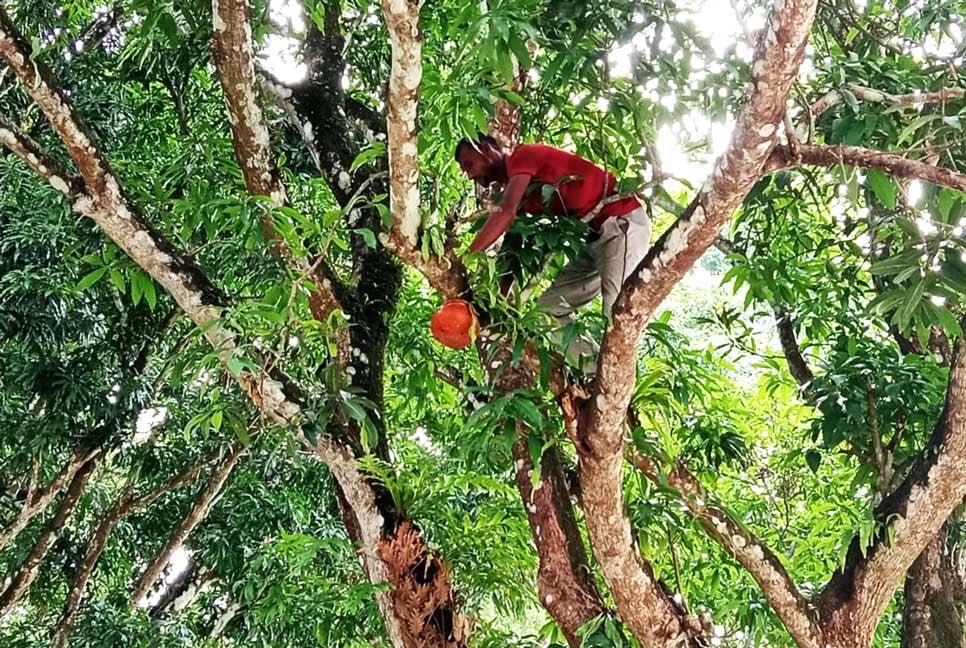 পাখির জন্য অন্যরকম ভালোবাসা
