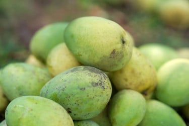 কেমিক্যালমুক্ত আম চেনার উপায়