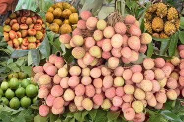 মধু মাসের ফলে ভরপুর রংপুরে বাজার