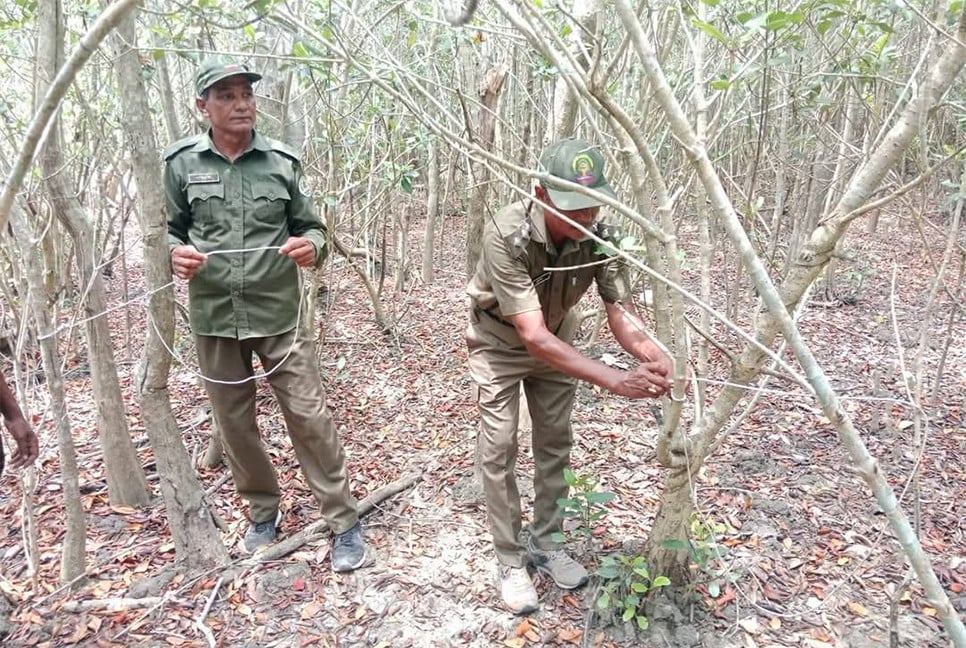সুন্দরবনে হরিণ শিকারের ২৩টি ফাঁদ উদ্ধার